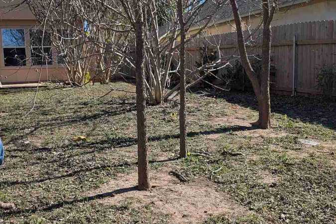 Leia's Fully Fenced Yard For Dogs To Rent In Austin - Austin, Texas 1