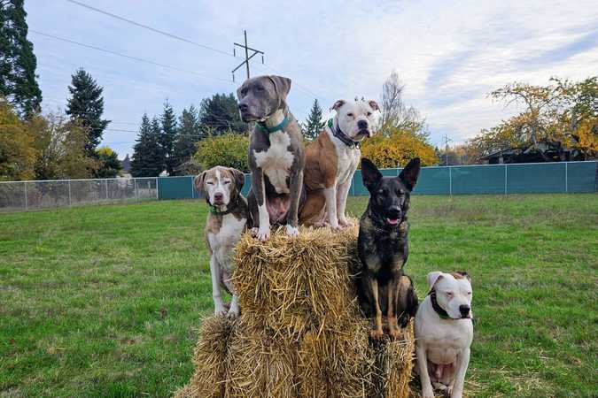 Spacious 2 Acre Fully Fenced Private Dog Park In Junction City - Junction City, Oregon 1