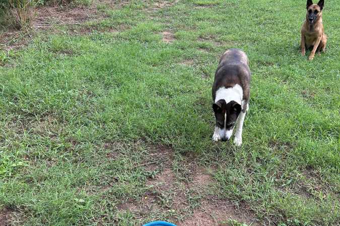 Francisco's 20 Acre Unfenced Private Dog Park In Austin - Austin, Texas 1