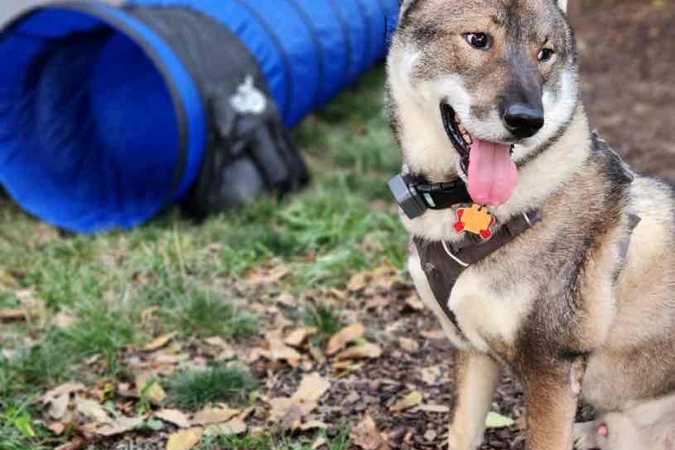 BarkPark - Chicago, Illinois 1