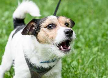 What Is a Reactive Dog? A Complete Guide thumbnail