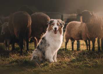 Complete Guide To Herding With Dogs thumbnail