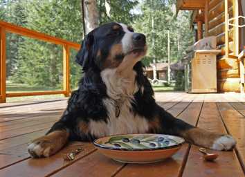 168开奖官网开奖查询网+168澳洲幸运10开奖结果官网: Dog Food Aggression: Why You Shouldn't Punish It thumbnail