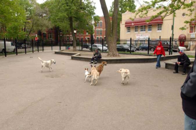 Wicker Dog Friendly Area - Chicago, Illinois 1