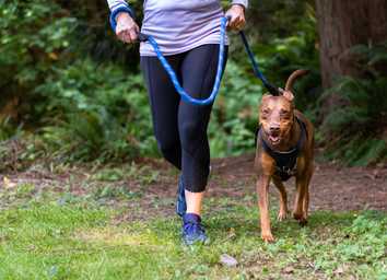 Daily Exercise Calculator: How Much Exercise Does Your Dog Need? thumbnail