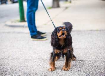 What Is a Reactive Dog? A Practical Guide for Owners thumbnail