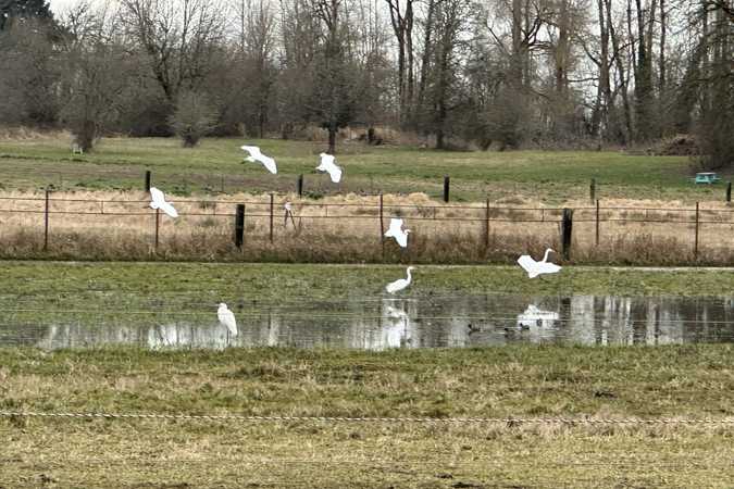 Sauvie Island Farm #3: Winter Pasture - Portland, Oregon 1