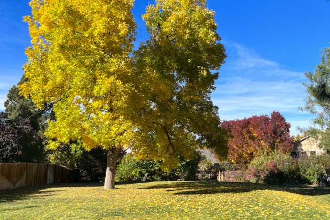 The Edwards Private Dog Park In Southwest Denver - Lakewood, Colorado 1