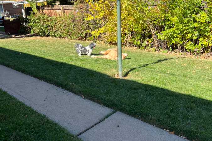 Megan's Fully Fenced Yard For Dogs To Rent In Littleton - Littleton, Colorado 1