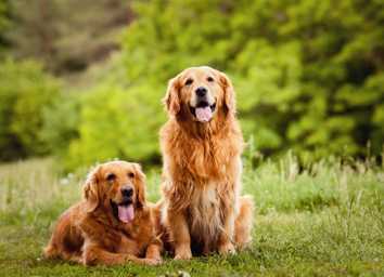 Sniffspot: Portland's Best Private Dog Parks thumbnail