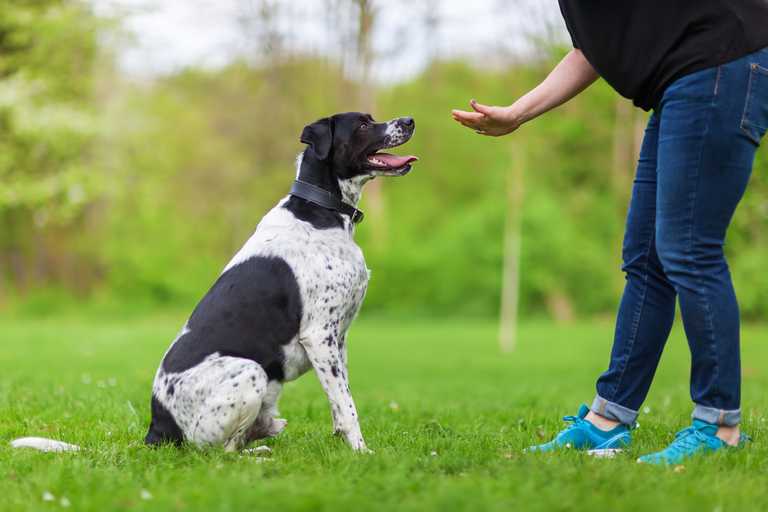 Reactive Dog Exercise: Ultimate Safe Space Guide &amp; Solutions