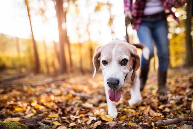 Leash Training 101: Simple Steps for Happy Walks