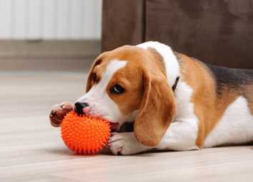 Tough Dog Toys for Aggressive Chewers: A Practical Guide thumbnail