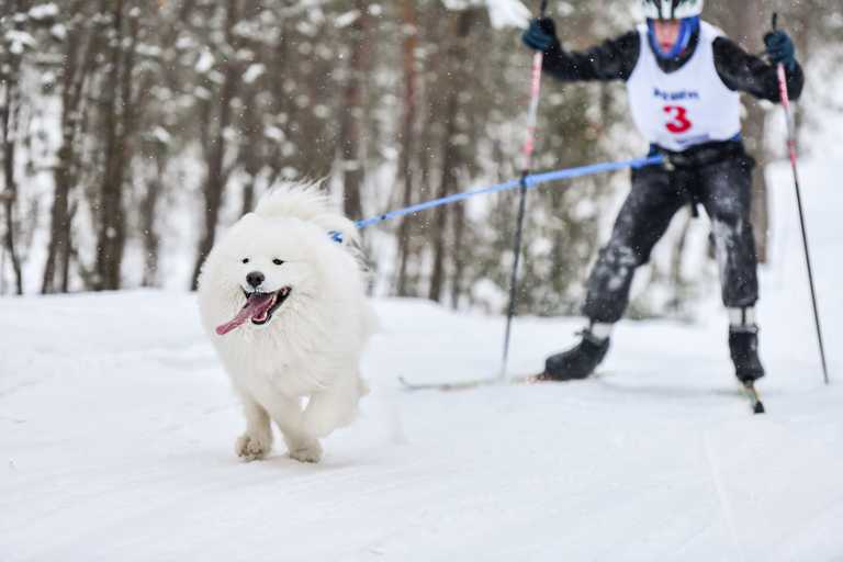 Dog Skijoring for Beginners: Gear, Training & More