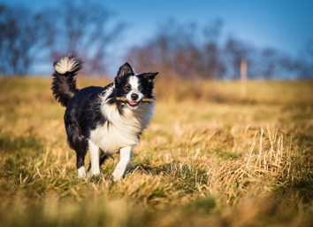 Best Toys for Herding Dogs: Keeping Your Pup Happy & Engaged thumbnail
