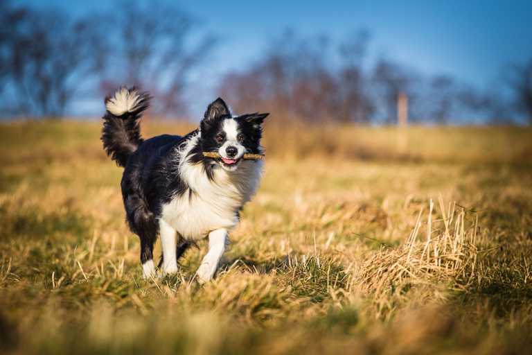 Dog Exercise: A Comprehensive Guide for All Ages & Breeds