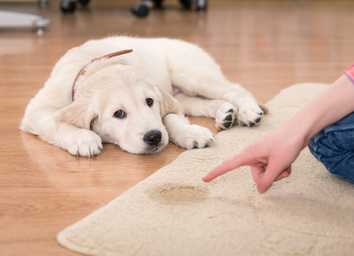 How to Deal With Puppy Potty Training Regression thumbnail