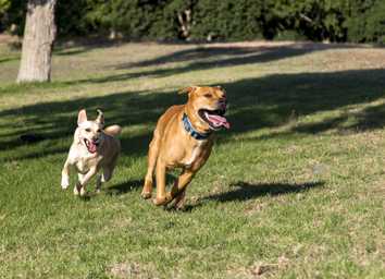 How to Socialize a Reactive Dog: A Step-by-Step Guide thumbnail