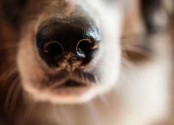 The Ultimate Guide to Scent Training for Dogs thumbnail
