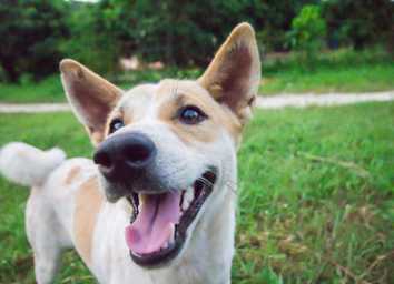 9 Best Online Communities for Reactive Dog Parents thumbnail