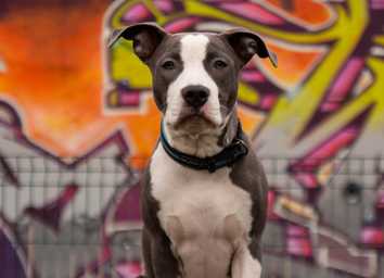 Are American Staffordshire Terriers Good for First-Time Owners: Complete Guide thumbnail