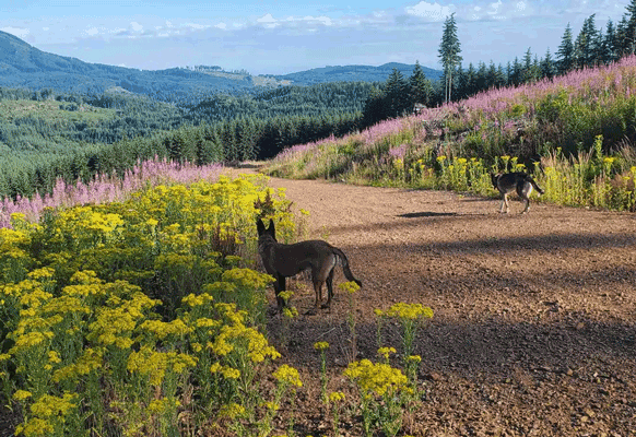 Dog hiking trails thumbnail