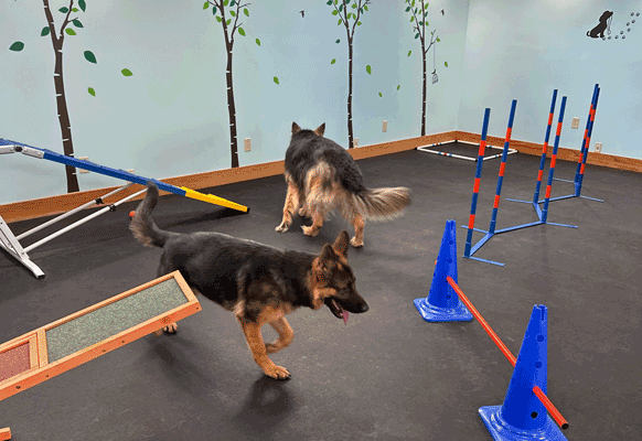 Indoor dog parks thumbnail