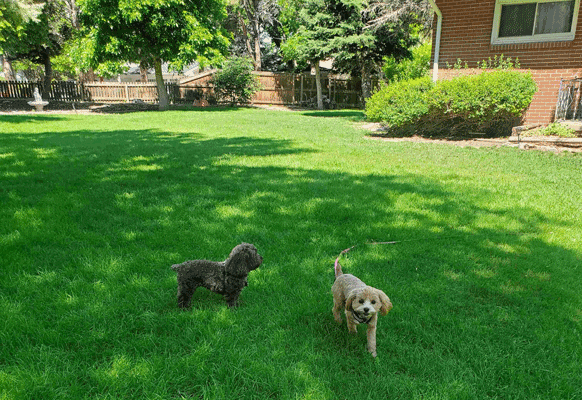 Small dog parks thumbnail