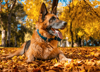 German Shepherd Guide: Best Family Dog? Truth from 9K Owners thumbnail