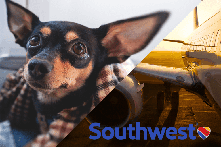 Southwest Pet Policy 2026: Complete Fee, Size &amp; Booking GuideSouthwest Airlines Dog Policy: Everything You Need to Know in 2026