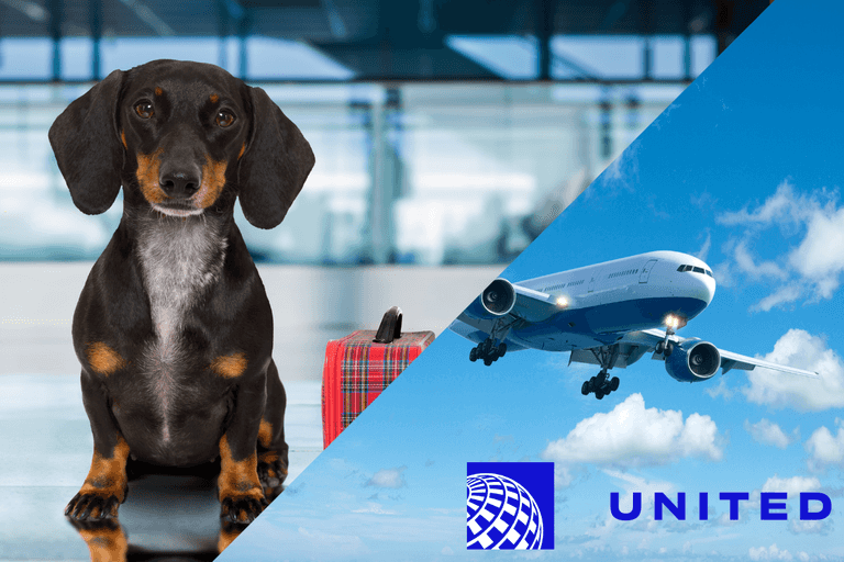 United Pet Travel: Everything You Need to Know for 2026