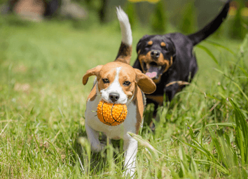 Rottweiler Aggression: Truth vs. Myth thumbnail