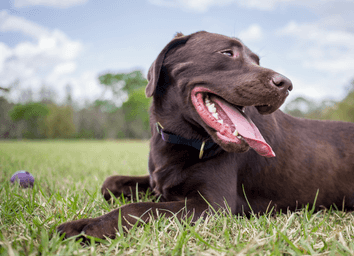 Labrador Retriever: America's Best Family Dog? Owner Truth thumbnail