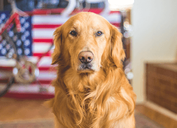 Golden Retriever Advice: The Complete Owner's Guide thumbnail