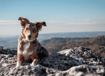 Australian Shepherd Facts: Breed Info & Care Guide thumbnail