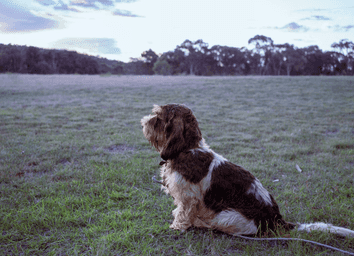 Best Dog Fields in the US: 25+ Wide-Open Spaces for Your Pup to Run Free thumbnail